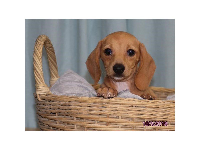 Dachshund