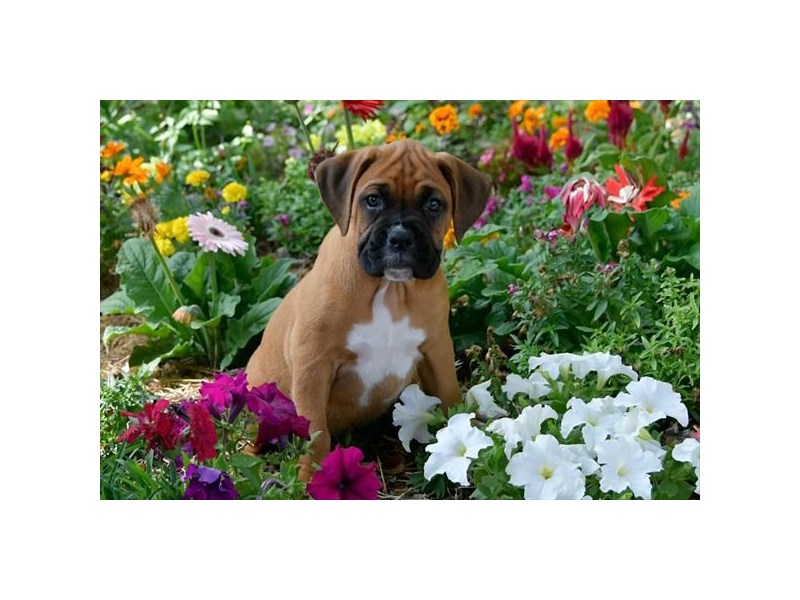 Boxer