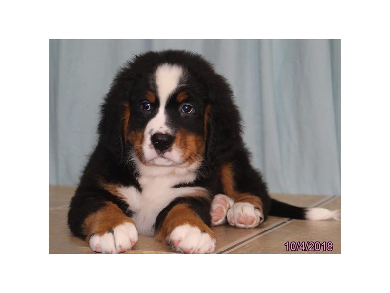 Bernese Mountain Dog