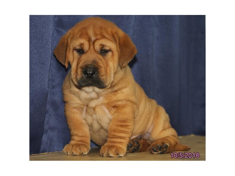 Chinese Shar Pei Dog Male Brown 2189849 Petland Carriage Place