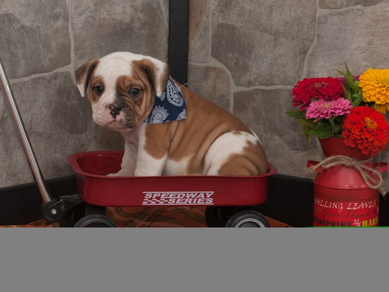 Beabull Bulldog