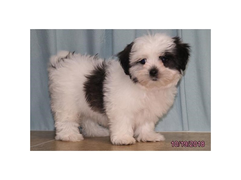 Lhasa Apso/Shih Tzu