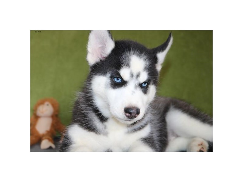 Siberian Husky