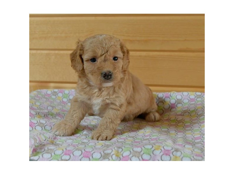 Goldendoodle Mini 2nd Gen