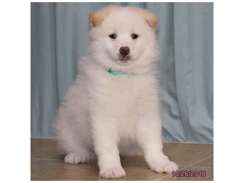 Pomsky