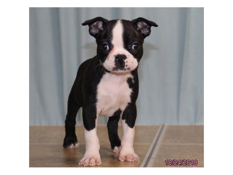 Boston Terrier