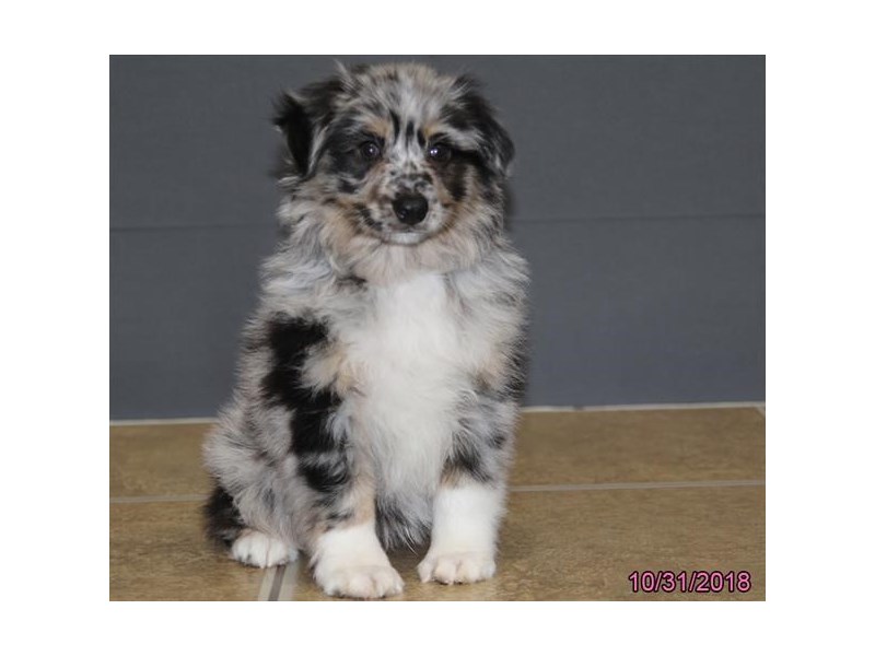 Miniature Australian Shepherd