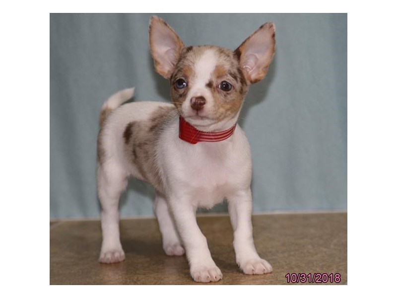Chihuahua