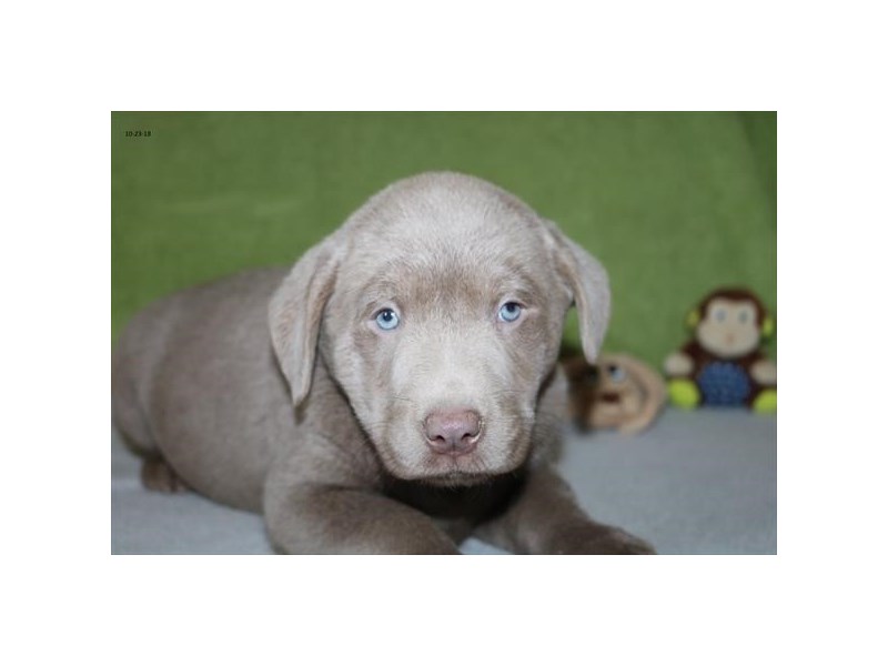 Labrador Retriever
