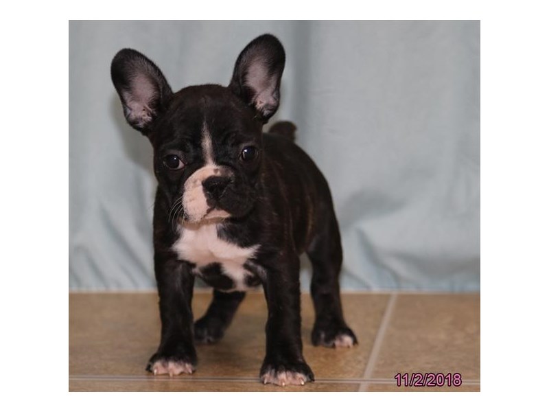 French Bulldog