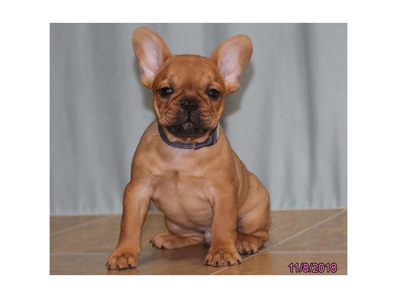 French Bulldog