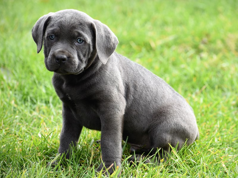 Cane Corso