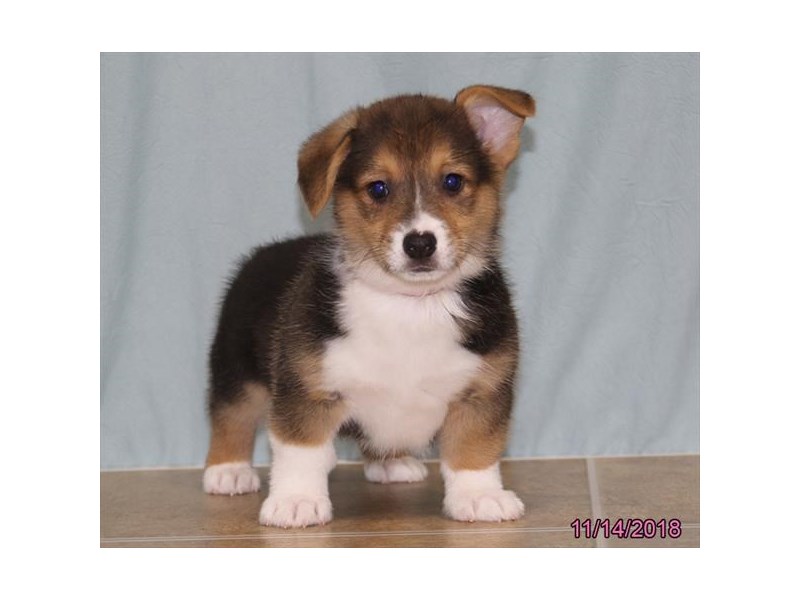 Pembroke Welsh Corgi