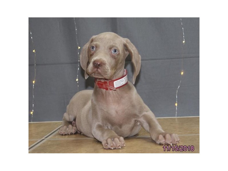 Weimaraner