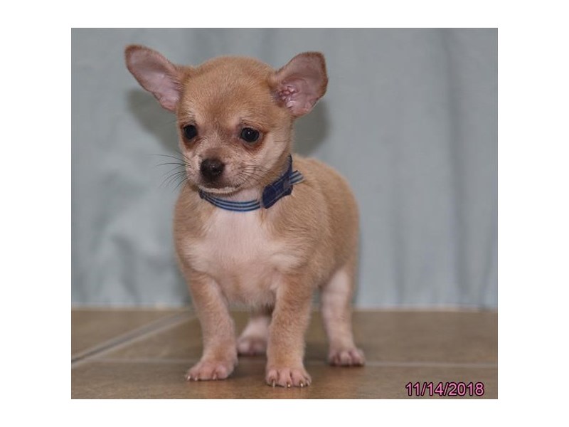 Chihuahua