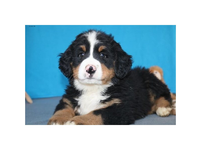 Bernese Mountain Dog