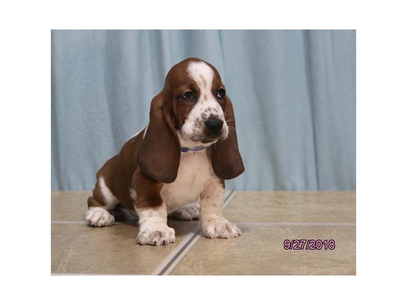 Basset Hound