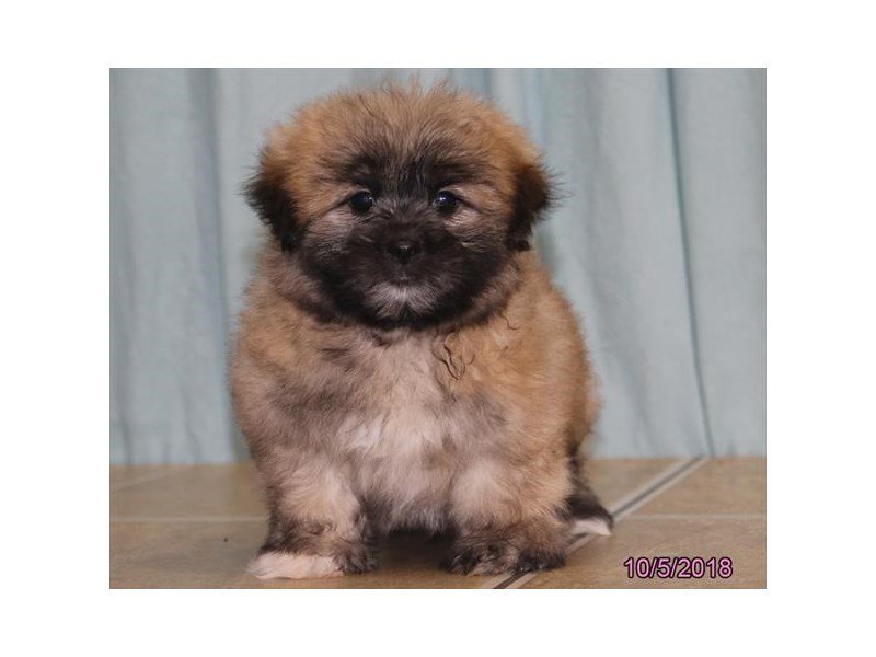 Pomeranian/Shih Tzu