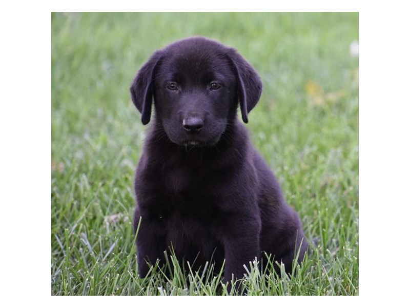 Labrador Retriever