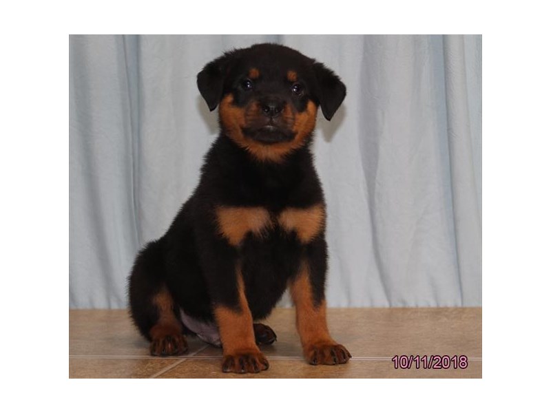 Rottweiler