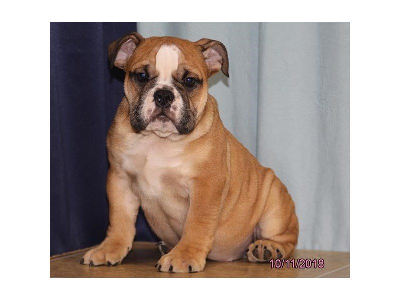 English Bulldog