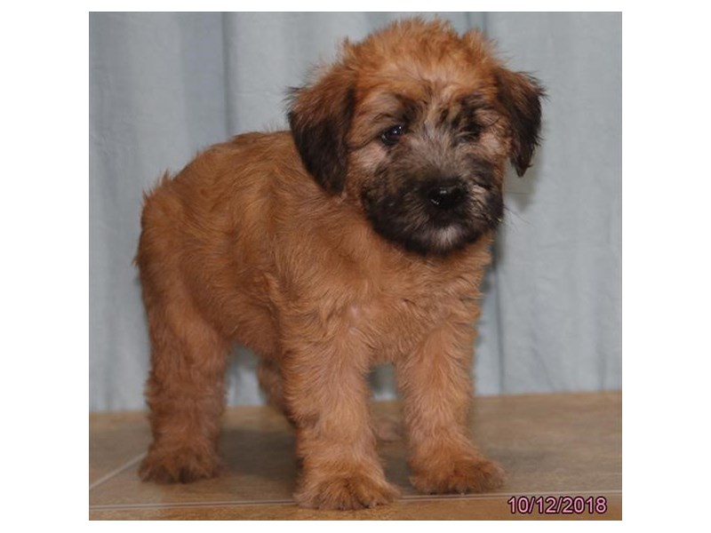 Soft Coated Wheaten Terrier