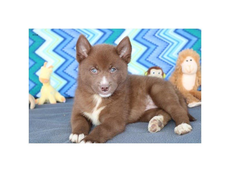 Pomsky