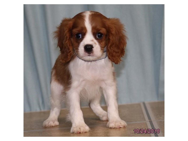 Cavalier King Charles Spaniel