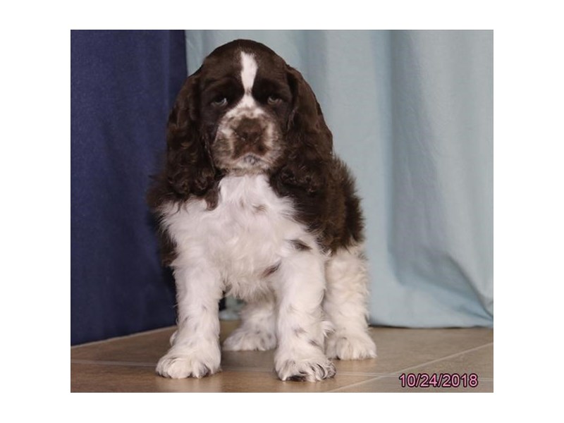 Cocker Spaniel