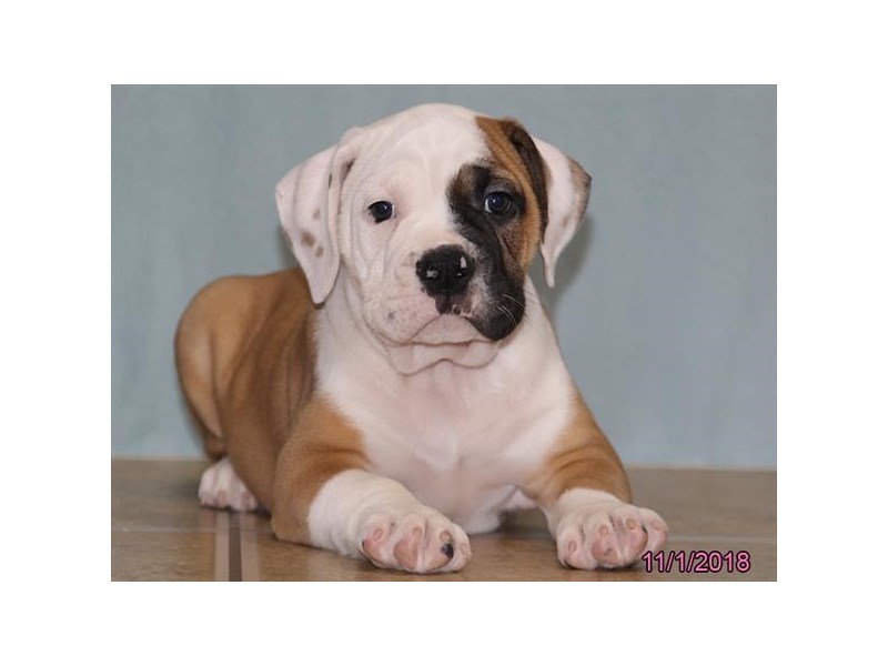 Olde Bulldog