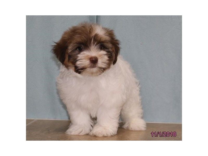 Havanese