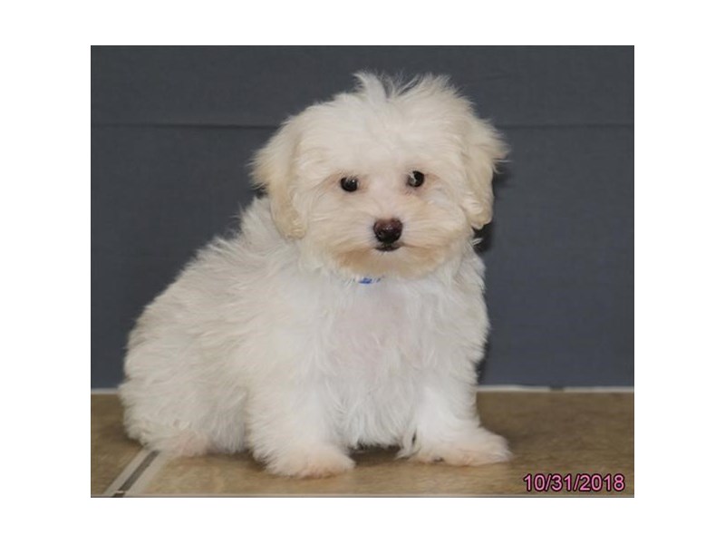 Maltipoo