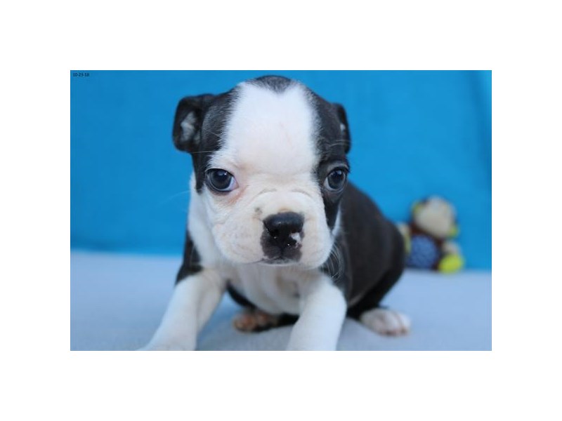 Boston Terrier
