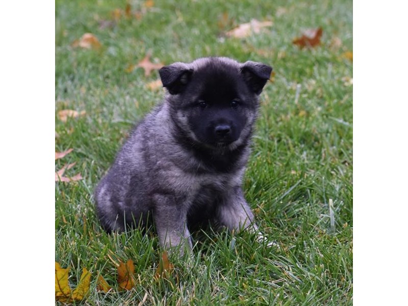 Norwegian Elkhound