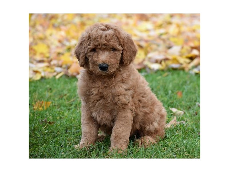 Goldendoodle 2nd Gen