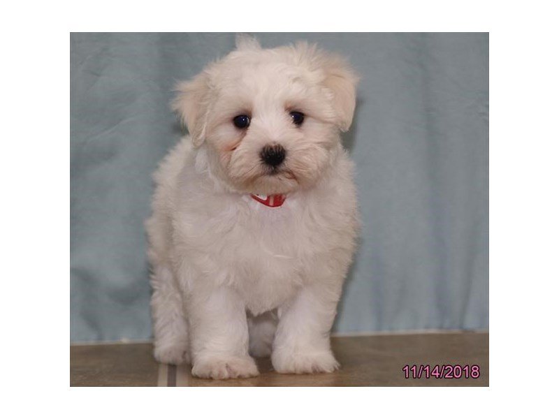 Maltese