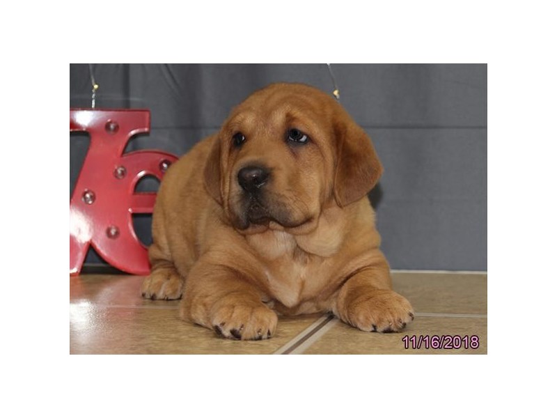 Shar Pei/Basset Hound