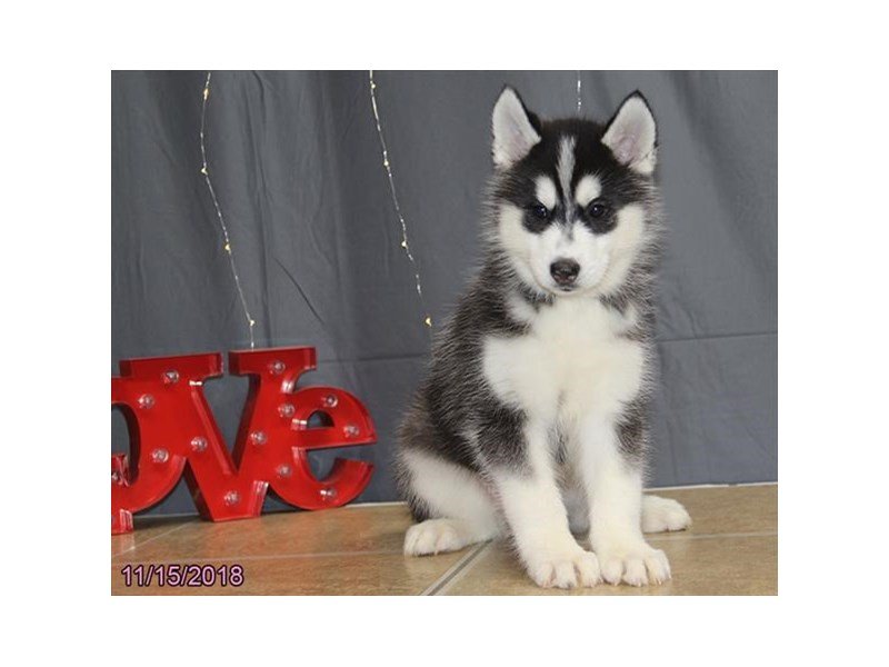 Siberian Husky