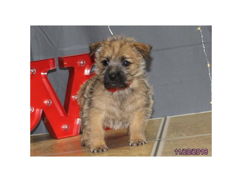 Cairn Terrier