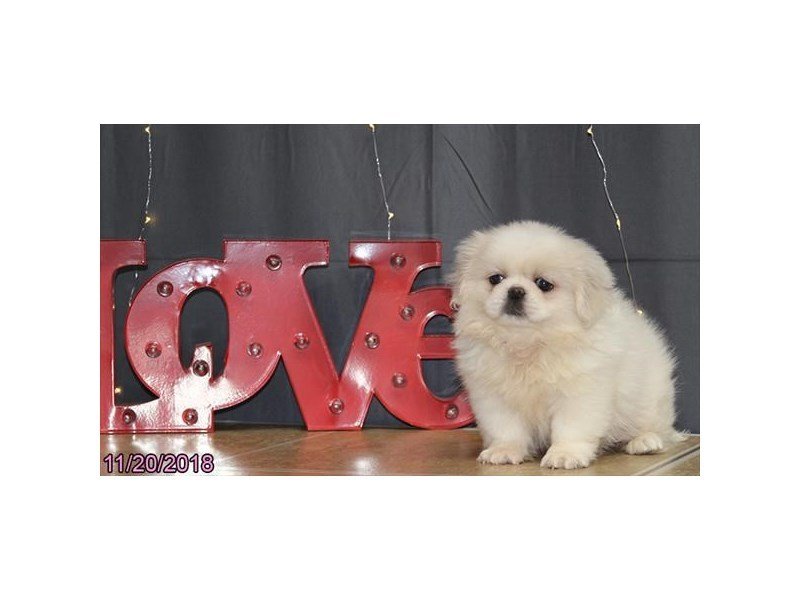Pekingese