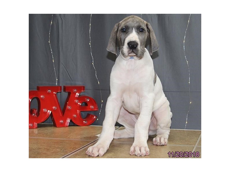 Great Dane