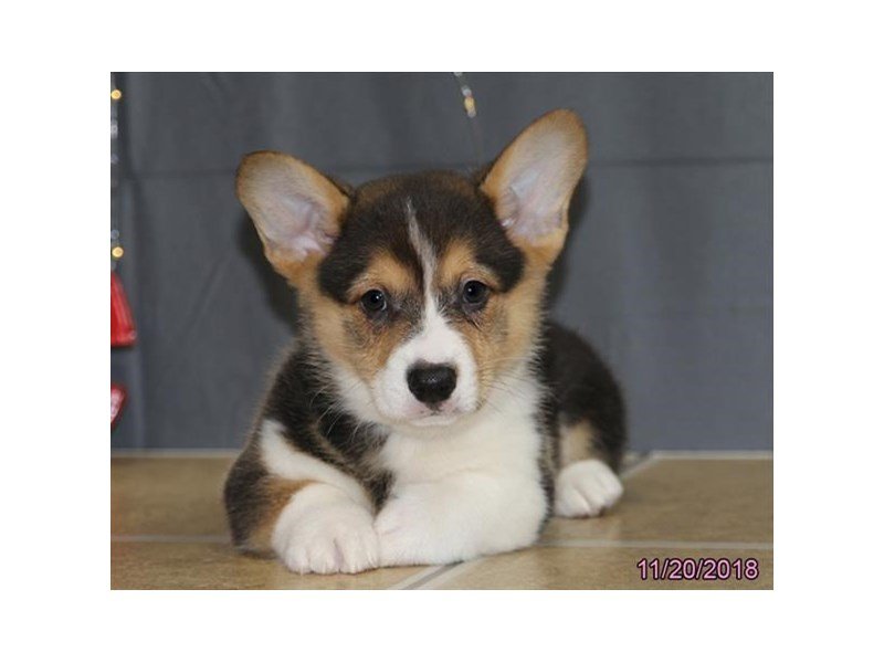 Pembroke Welsh Corgi