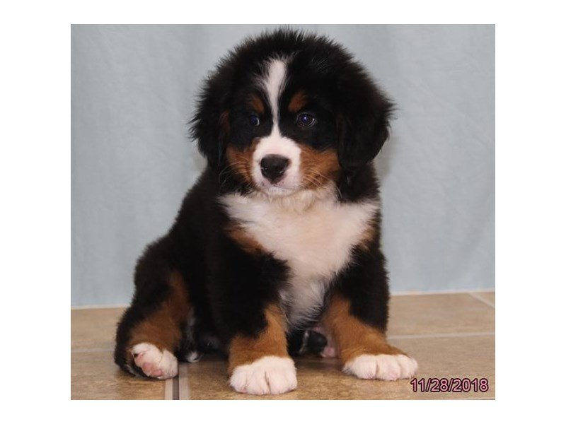 Bernese Mountain Dog
