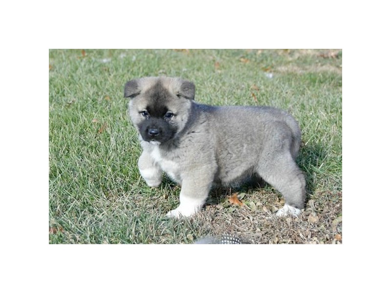 Akita