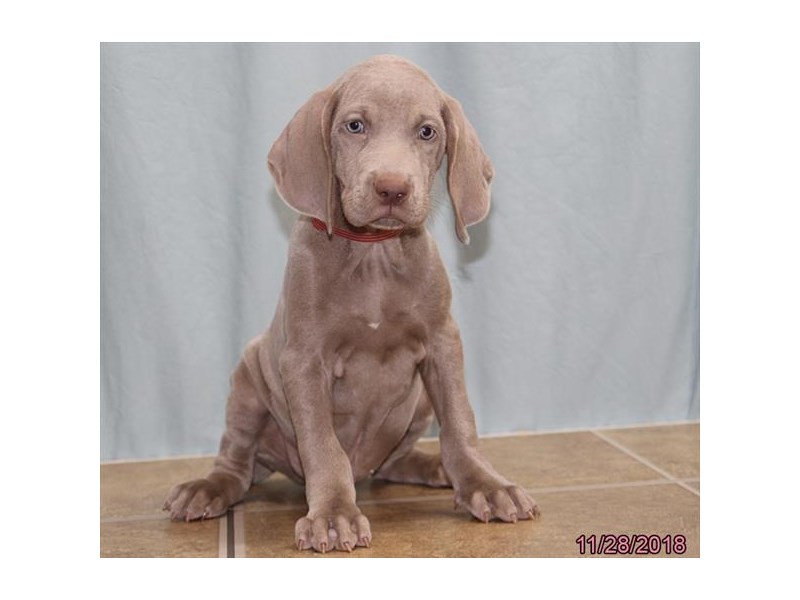 Weimaraner