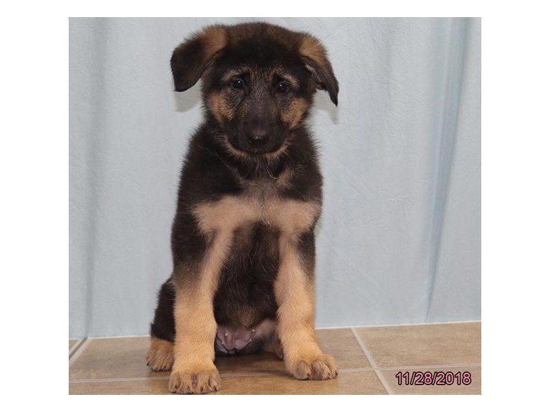 German Shepherd Dog