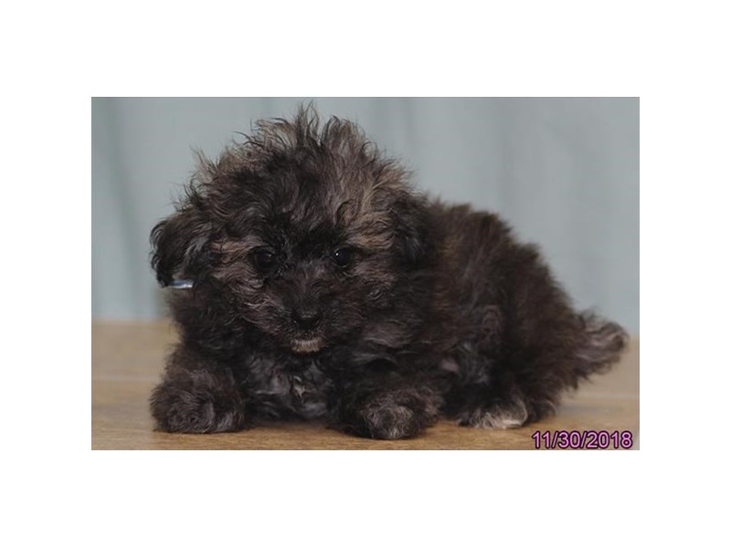 Pomapoo