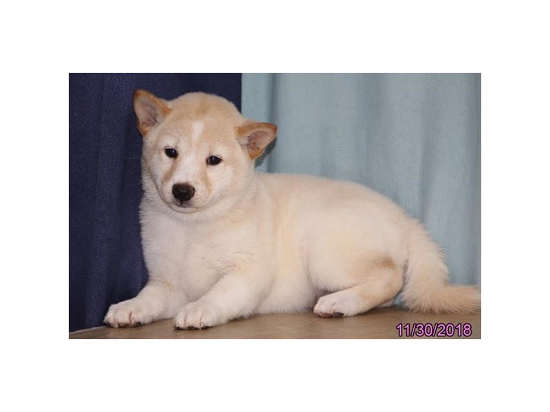 Shiba Inu