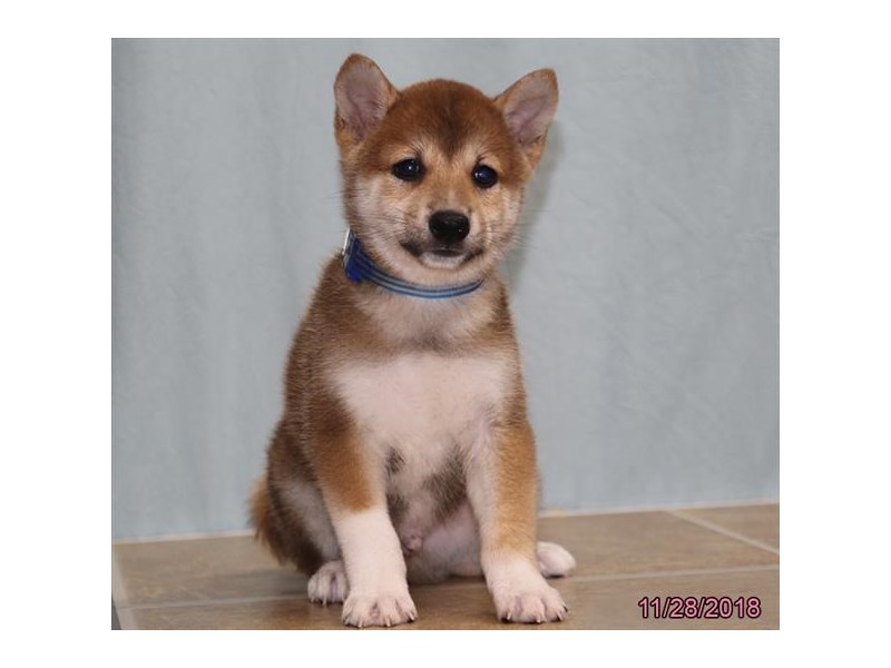 Shiba Inu
