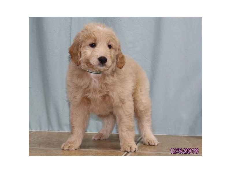 Mini Goldendoodle